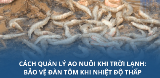 Cách quản lý ao nuôi khi trời lạnh: Bảo vệ đàn tôm khi nhiệt độ thấp